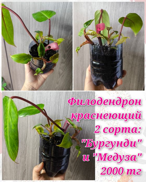 Глоксинии, гименокаллис, филодендроны и др.