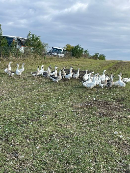 Gaste de curte 2025 disponibile