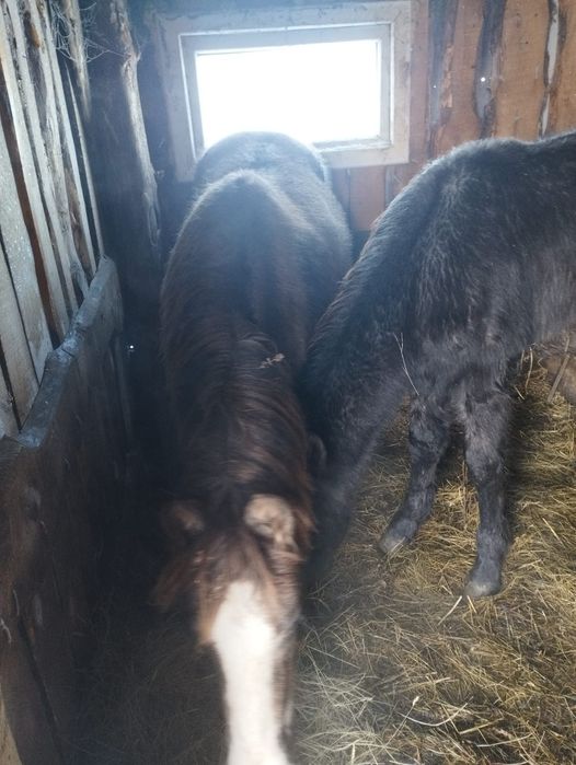 Жеребята хорошие