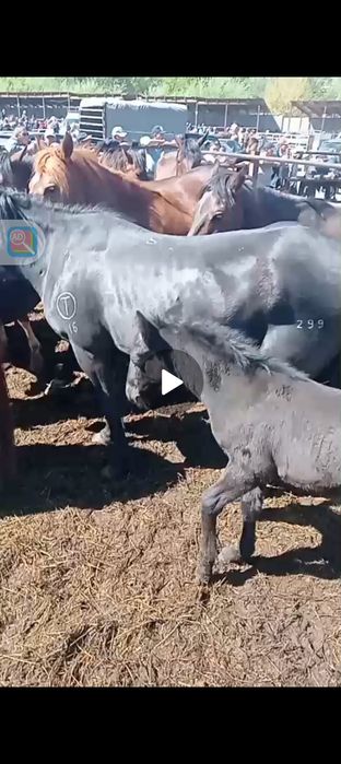 Лошадь бие кулынымен
