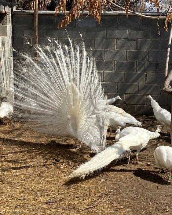 Белый павлин семейка