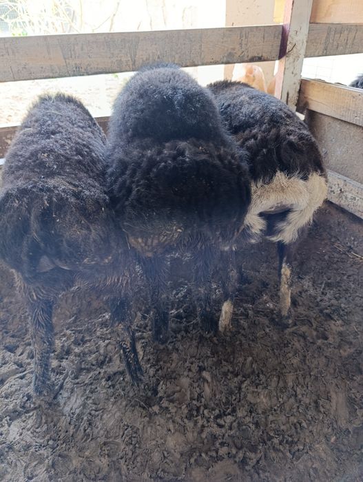 Куйлар узимизники