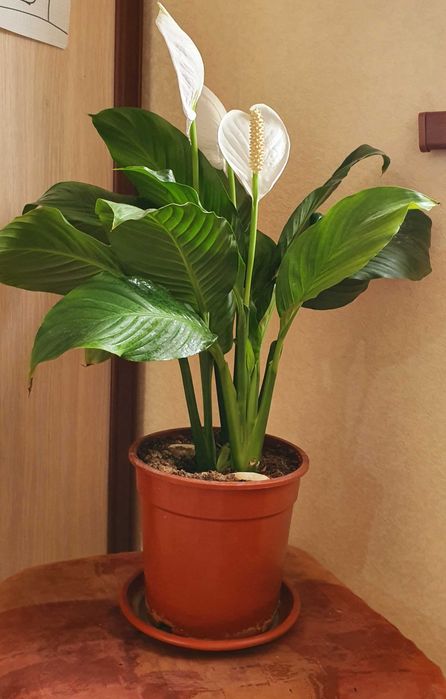 Женское  счастье.  Спатифиллюм