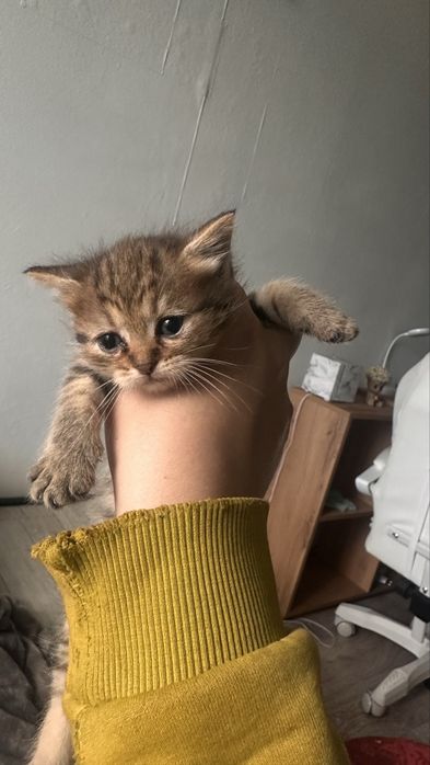 Котятки ищут дом
