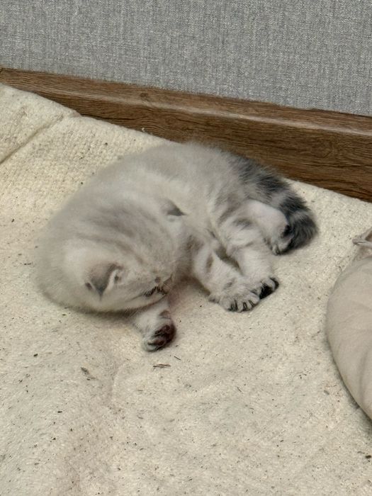 Котенок в хорошие руки
