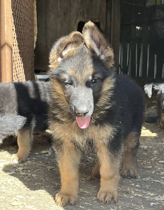 Немецкая овчарка күшігі