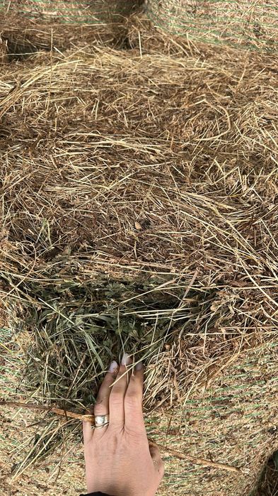 Baloți de lucernă rotunzi