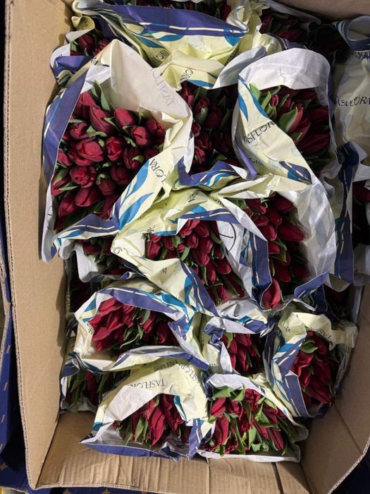 Тюльпаны, предзаказ, 700 тг