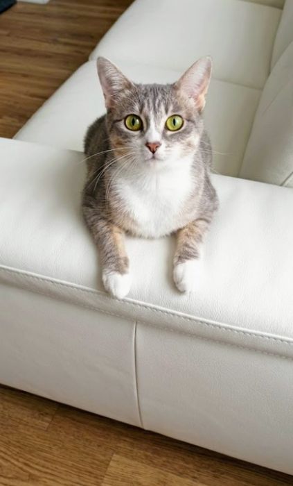 Молодая стерилизованная кошечка 2 года отдается в хорошие руки