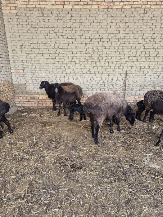 ona bola qo’ylar sotiladi.!