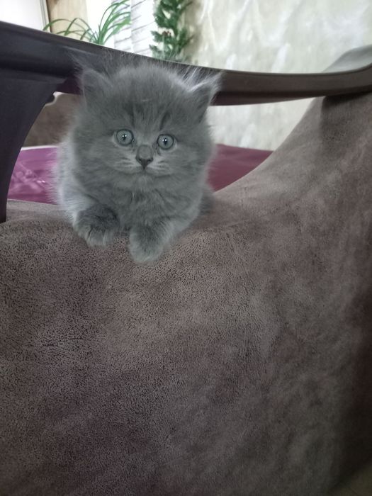 Продаются котята скотиш фолд и скотиш страйт