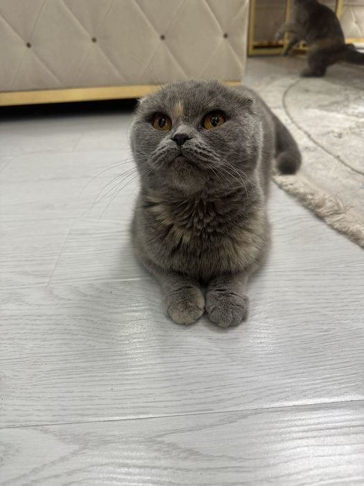 Шотландский висловухий болалари