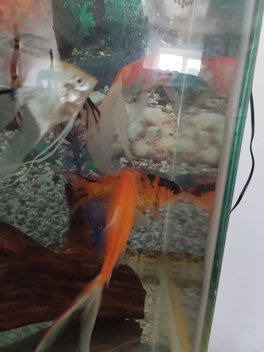 Рыбки золотые большие