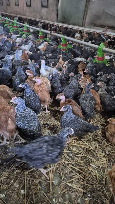 Vindem pui albi de carne