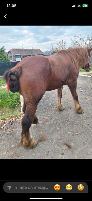 Iapa de 6 ani de vanzare