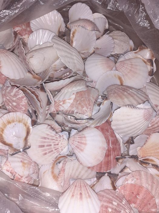 Ракушки морская звезда