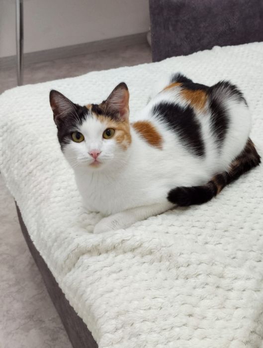 Кошечка в добрые руки