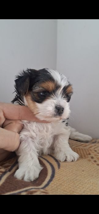 Yorkshire biewer femela