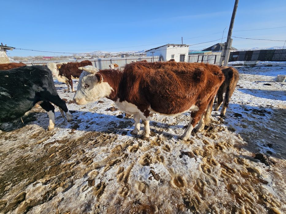 Продам стельную корову!