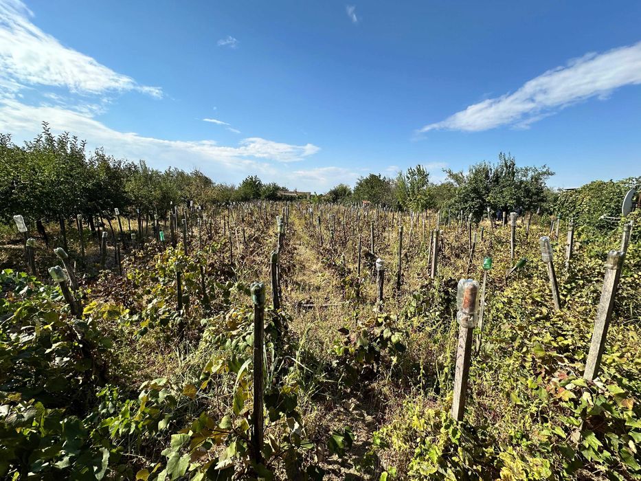 Casă de vânzare în Izimșa, comuna Obârșia de Câmp, jud. Mehedinți – teren 2.000 mp.