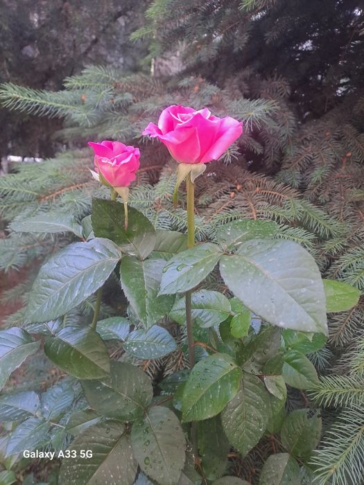 Продам два дома на участке