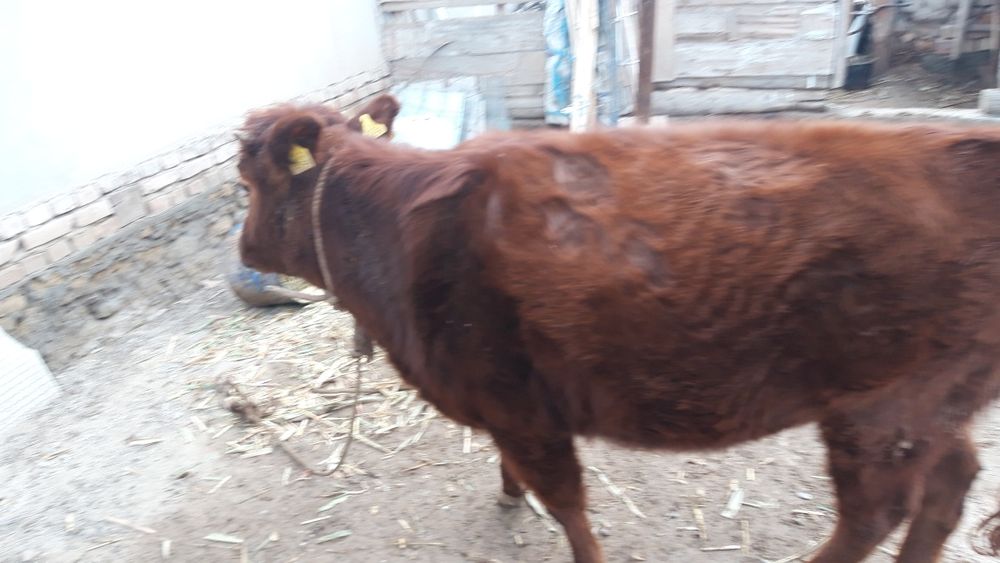 Qashar satiladi semiz