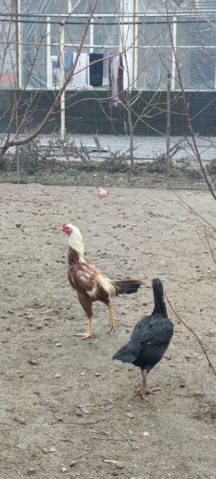 Продам бойцового