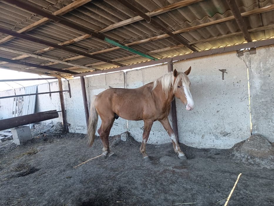 Продается жеребец БАРОН  5 лет