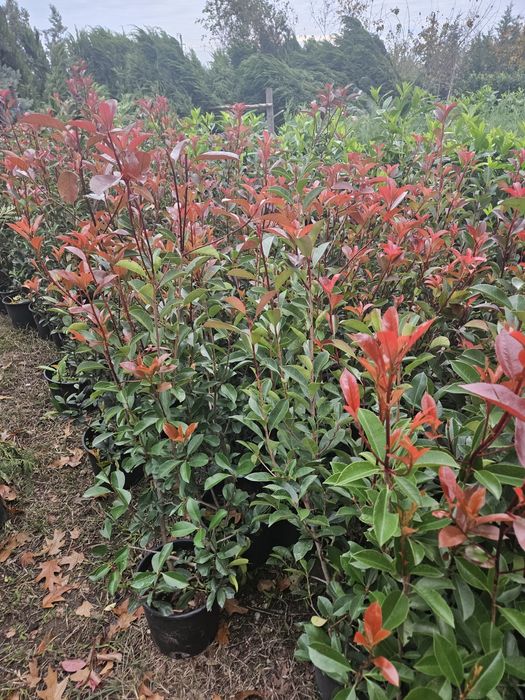 Bambus  pothinia  copaci