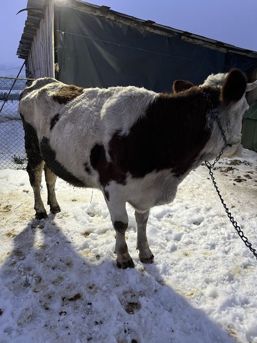 De vanzare vaca de 3 ani