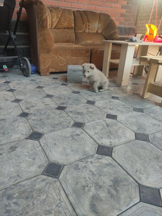 Отлам даром щенят,  мальчик девочка