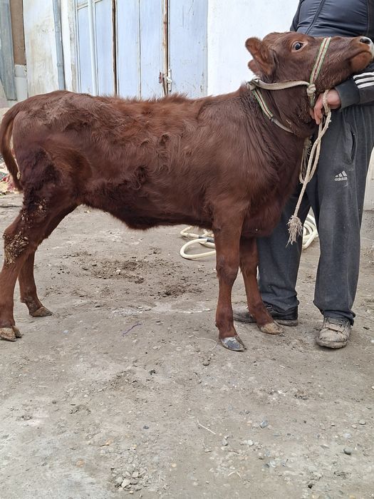 Гуножин ёш хурон месни молча