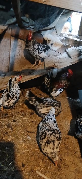 Vând familii de găinuse Americanii