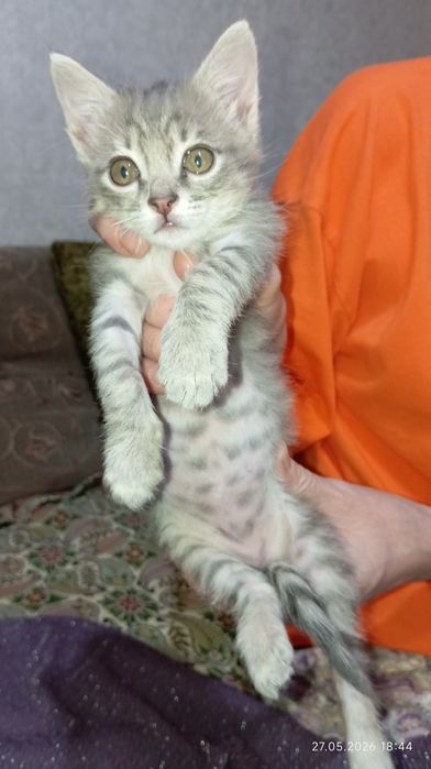 Отдам котенка в добрые руки.