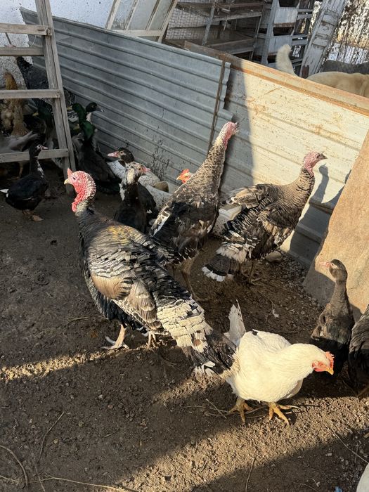 Утки куры индюки