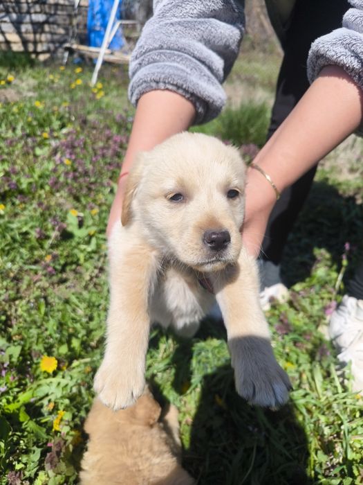 Лабрадор ретривър