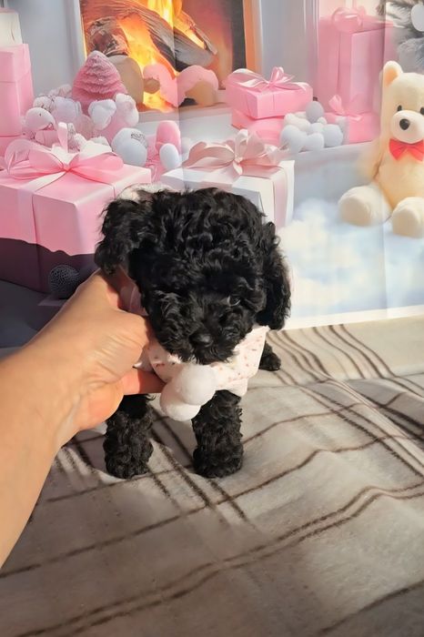 !РЕЗЕРВИРАНО!Мини пудел с родословие- 5 поколения назад