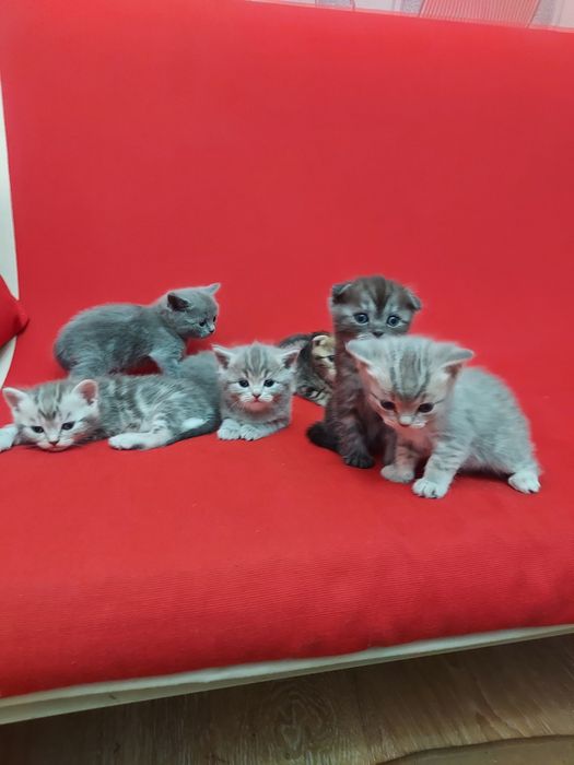 Продаю породистых котят