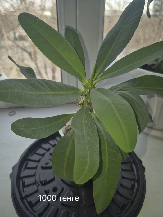 Продам кактусы от 300 тенге