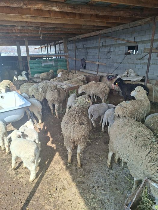 Овцы с ягнятами. Қозды қойлар.