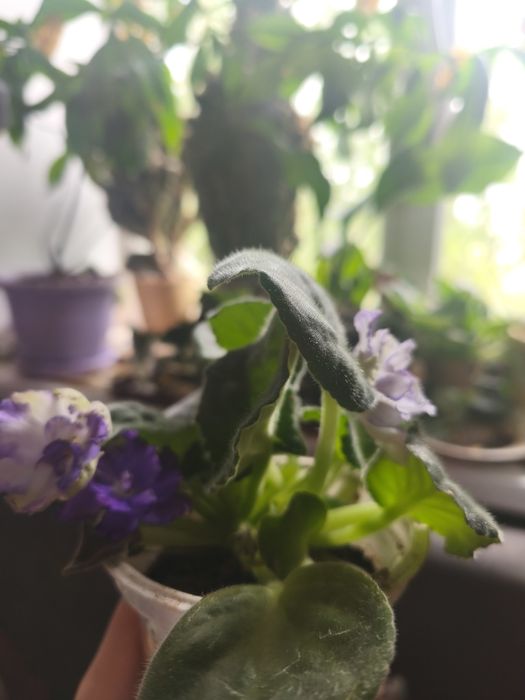 Продам фиалку два корня