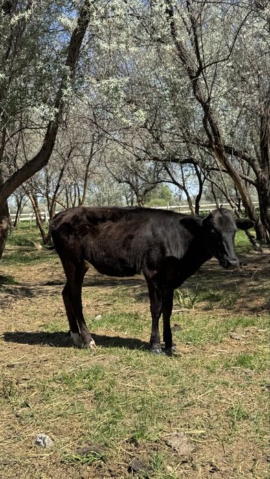 Продам телок от молочных коров