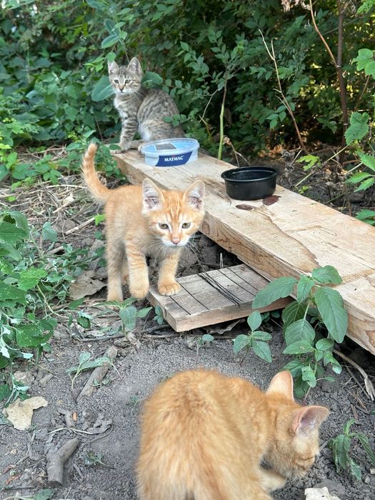 Отдам котят в добрые руки