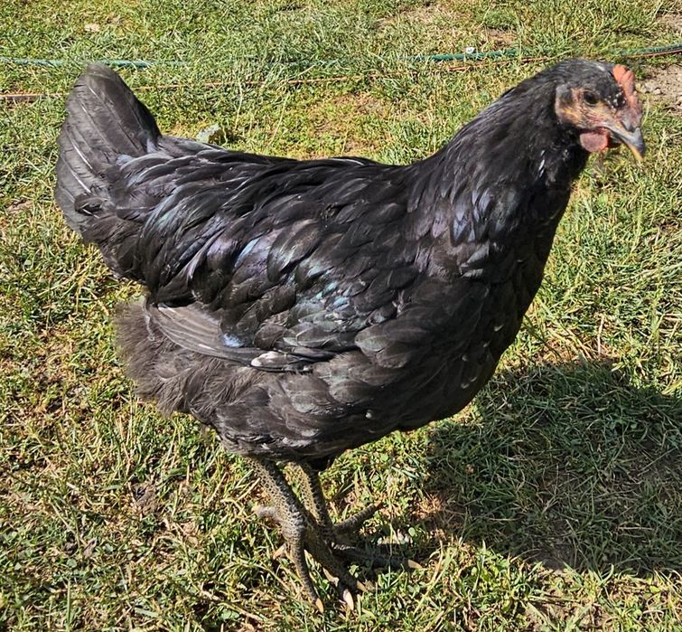 Cocosi de australorp - jersey