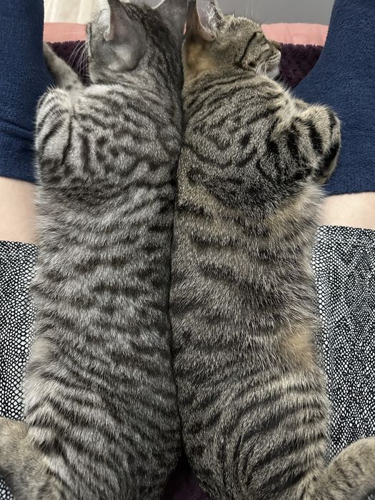 Отдам да символическую плату