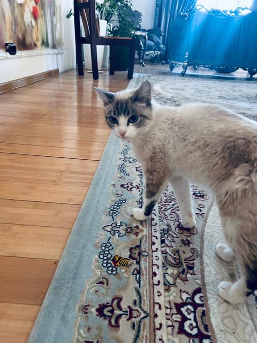 Сиамская кошка