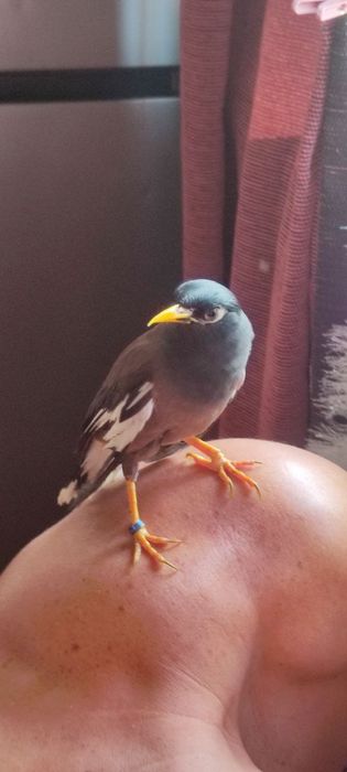 Майна говорящая ручная