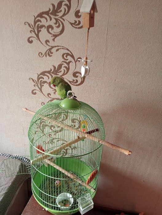 Ожереловый попугай