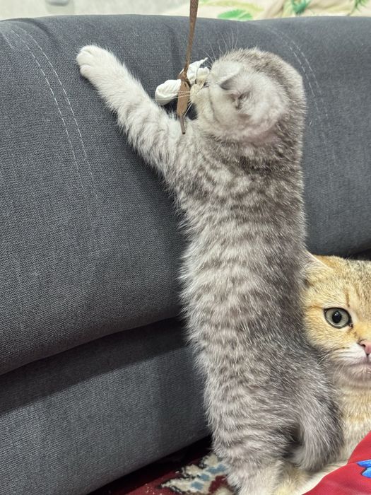 Продаётся котята  шиншиллы