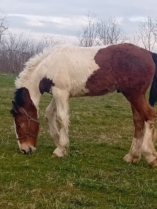 Vând manz gipsy vannar de 7 luni  sau schimb cu manza friz